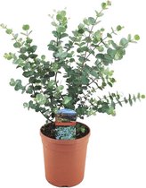 Plant in a Box - Eucalyptus Gunnii - Eucalyptus struik - Tuinplant - Pot 17cm - Hoogte 40-45cm