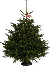 Nordmann kerstboom deluxe - 150-175cm - Gezaagd