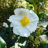 Cistus laurifolius - Rotsroos - Planthoogte: 10 cm - Pot 11 cm (1 liter)
