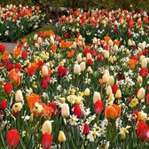 Bloembollen mix 'Sunshine Border collection' - 6 soorten - 50 bollen