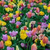 Tulpenbollen mix - 6 zakjes - oranje, gele, roze, witte en paarse tulpen - 56 bollen