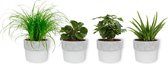 Set van 4 Kamerplanten - Aloe Vera & Peperomia Green Gold & Coffea Arabica & Cyperus Zumula - ± 25cm hoog - 12cm diameter - in betonnen witte pot