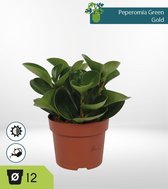 Set van 4 Kamerplanten - Aloe Vera & Asparagus Plumosus & Peperomia Green Gold & Strelitzia Reginae - ± 25cm hoog - 12cm diameter