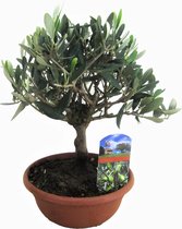 Plant in a Box - Olea Europaea - Bonsai Olijfboom in Schaal - Pot 21cm - Hoogte 30-40cm