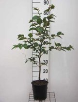 Fagus sylvatica 40 - 50 cm in pot - Beukenhaag
