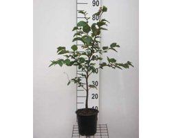 Fagus sylvatica 40 - 50 cm in pot - Beukenhaag