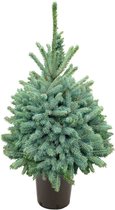 Kerstboom van 80-100 cm hoog in pot - Picea pungens 'Super Blue' - Blauwspar - Lokaal gekweekt - Topkwaliteit van Nederlandse bodem - potmaat Ø26cm - best bestelde kerstboom van 2021 met hoogste klantwaardering