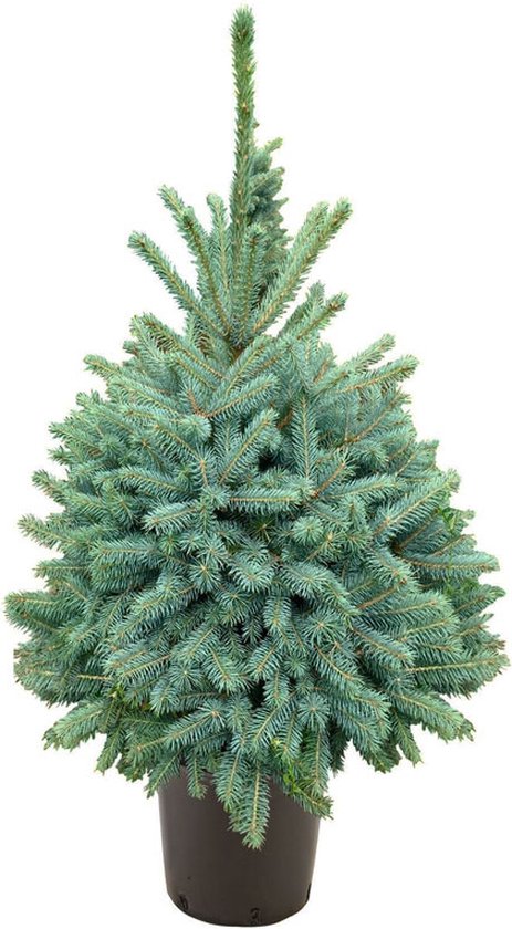 Kerstboom van 80-100 cm hoog in pot - Picea pungens 'Baby Blue' - lokaal gekweekt - Topkwaliteit van Nederlandse bodem - potmaat C12 (Ø26cm) - best bestelde boom van 2020