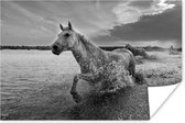 Poster Paard - Water - Druppel - 60x40 cm
