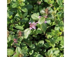6x Thymus serpyllum - Wilde tijm - Pot 9x9 cm
