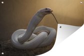 Muurdecoratie Witte slang eet prooi - 180x120 cm - Tuinposter - Tuindoek - Buitenposter