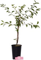 Prunus 'Porthos'® Unieke kersenstruik, 3 liter pot