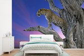 Papier peint Papier peint photo en vinyle - Gros plan léopard dans l'arbre largeur 360 cm x hauteur 240 cm - Tirage photo sur papier peint (disponible en 7 tailles)