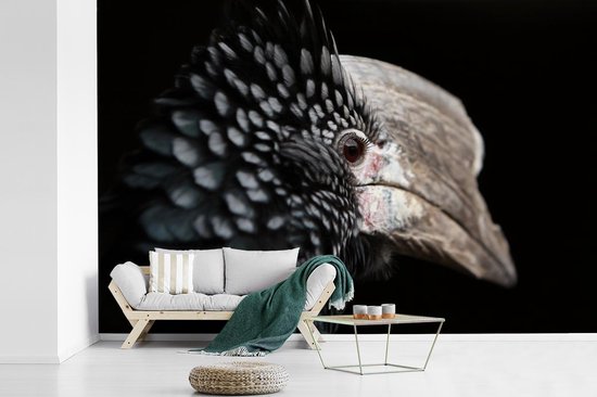 Papier peint photo peint photo vinyle - Calao à oreilles argentées gros plan sur fond noir largeur 360 cm x hauteur 240 cm - Tirage photo sur papier peint (disponible en 7 tailles)