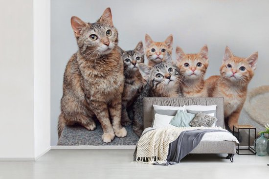 Papier peint photo peint photo vinyle - Chatons curieux largeur 330 cm x hauteur 220 cm - Tirage photo sur papier peint (disponible en 7 tailles)