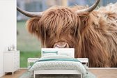 Papier peint - Papier peint photo Highlander écossais - Animal - Langue - Largeur 420 cm x hauteur 280 cm