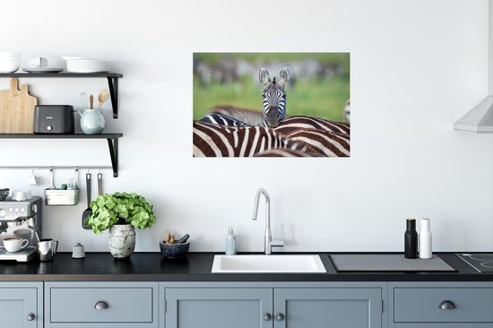 Poster Zèbre frappant - 90x60 cm