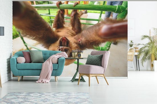 Papier peint photo peint vinyle - Un drôle de paresseux saisit la caméra largeur 390 cm x hauteur 260 cm - Tirage photo sur papier peint (disponible en 7 tailles)