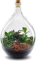 Stekkie Extra-large ecosysteem | Planten terrarium - oerwoud in fles - Nooit meer water geven - ↑ 67 cm - Ø 48 cm