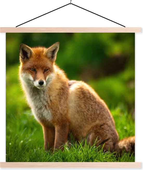 Affiche textielposter Renard roux au soleil 40x40 cm