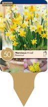 Zakje narcissenbollen - Narcissus Botanical Mixed Colours - lichtgele en donkergele narcissen - 50 bollen