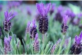 Bloemzaden - Kuiflavendel - Lavandula Stoechas - Inclusief Handleiding