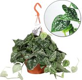 Plant in a Box - Scindapsus Pictus - Epipremnum - Hangplant - Kamerplant - Pot ⌀15cm - Hoogte ↕ 20-30cm