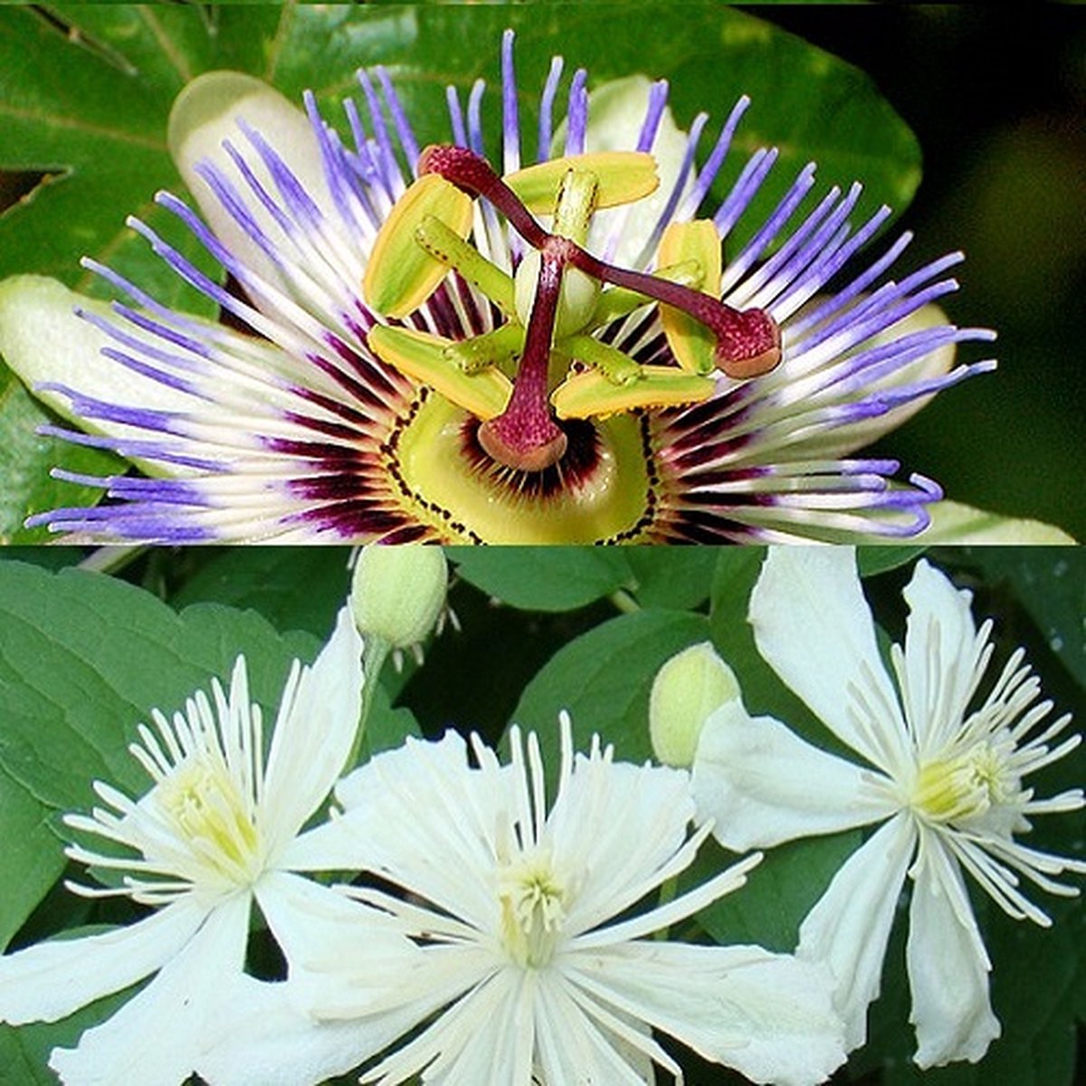 2 x klimplanten: Passiflora & Clematis Summer Snow - Wit/Paars bloeiend, Meerjarig en Winterhard | 2 x 1,5 liter pot