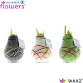 JP Plants- Amaryllis bloembol - no water flowers - zonder vaas - bollen- set van 3 stuks