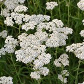 Achillea millefolium 'Schneetaler' - Duizendblad - Planthoogte: 25 cm - Pot Ø 17 cm (2 liter)