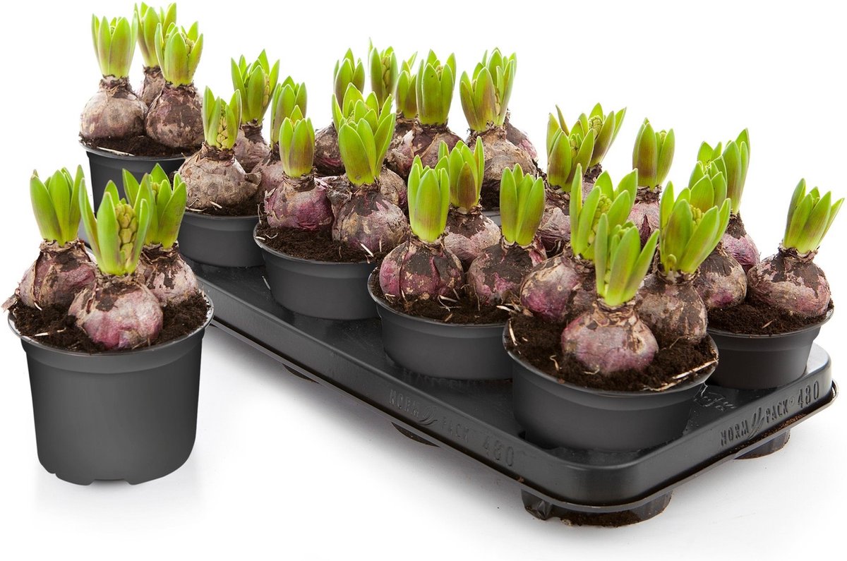 Hyacinten gemengd - potmaat Ø12cm - 3 kleuren - voorjaar - bloembollen - 1 volle veilingtray à 10 stuks - prachtig in bloei na 2 à 3 weken