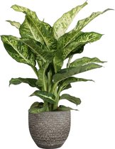 FloraExpert - Dieffenbachia - 65 Cm - Ø 18