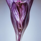 Crocus – 75cm x 75cm - Fotokunst op PlexiglasⓇ incl. certificaat & garantie.