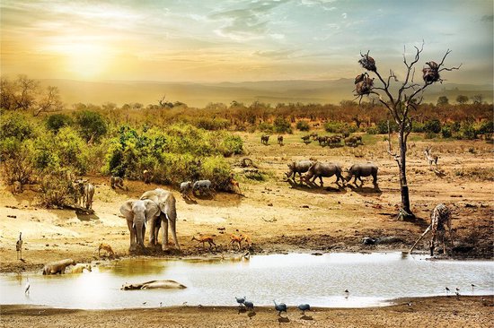 South african safari – 90cm x 60cm - Fotokunst op PlexiglasⓇ incl. certificaat & garantie.