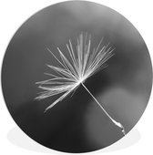 Graine de pissenlit en assiette en plastique cercle mural noir et blanc ⌀ 90 cm - impression photo sur cercle mural / cercle vivant (décoration murale)