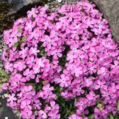 Saponaria 'Bressingham' - Zeepkruid - Planthoogte: 5 cm - Pot 11 cm (1 liter)