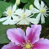 2 Clematis klimplanten: Clematis Summer Snow & Clematis Piilu - Wit en Roze bloeiend, Meerjarig en Winterhard - 2 x 1,5 liter pot