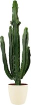 FloriaFor  - Euphorbia Erytrea In ELHO Brussels Round (soap) - Vers Van De Kweker - ↨ 110cm - ⌀ 30cm