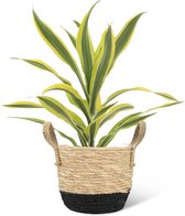 We Love Plants - Dracaena Fragrans Lemon Lime + Mand Mirjam - 40 cm hoog - Drakenbloedboom