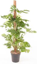 Kamerplant van Botanicly – Gatenplant – Hoogte: 150 cm – Monstera Deliciosa