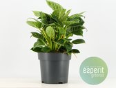 Kamerplant van Botanicly – Philodendron White Wave – Hoogte: 50 cm