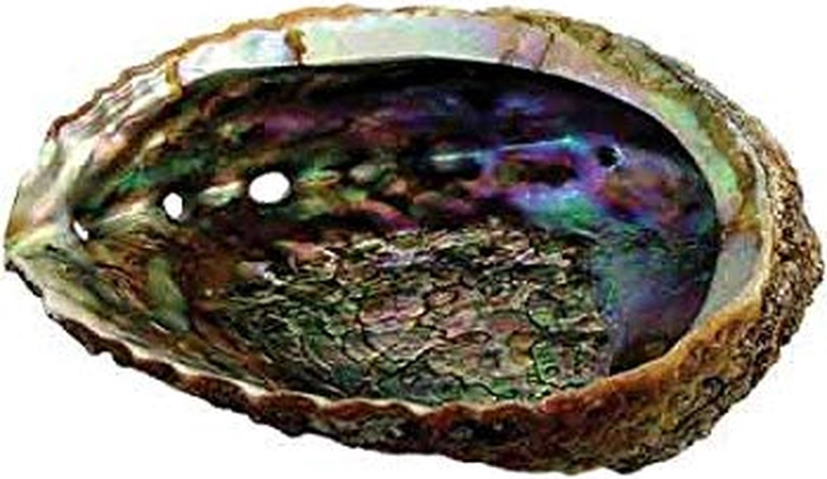 Groene abalone Schelp 10-12cm