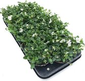 AANBIEDING - viooltjes - viool - winterhard - witte tinten - 1 volle veilingtray (12 stuks!) - pot 9 cm - F1 viool - beste kwaliteit