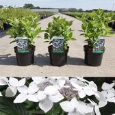 1x Hydrangea macrophylla 'Lanarth White'- Hortensia - Planthoogte 25-30 cm in pot