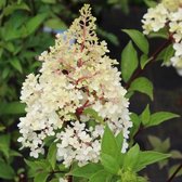 1x Hydrangea paniculata 'Vanille Fraise'® - Hortensia - Planthoogte 30-40 cm in pot