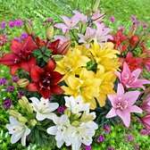 5x Dubbelbloemige lelies - Lilium - Mix 'Ultimate Touch' - 5 bollen