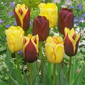 20x Tulpen - Tulipa - Mix 'Carribean Fantasy' - 20 bollen