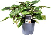 Vriendschapsplant - Pilea 'Moonvalley' - ↑25-35cm Ø14cm