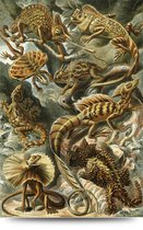Maison de France - Canvas Haeckel collectie leven ter land - 3 - canvas - 80 x 120 cm