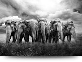 Maison de France - Canvas Kudde olifanten - zwartwit - canvas - 40 x 60 cm